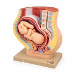 Human Baby In Uterus Model